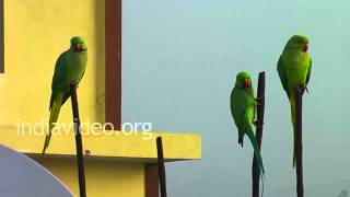 Roseringed Parakeets [upl. by Roti392]