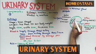 Urinary System  Renal System  Class 12 Biology [upl. by Iormina]