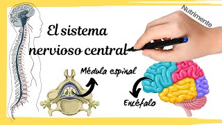 Sistema nervioso CENTRAL Médula espinal y encéfalo [upl. by Ongun]