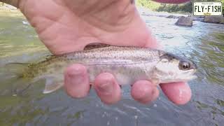 Fly Fishing  Esopus Creek September 11 2021 [upl. by Annyl]