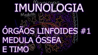 Aula Imunologia  Órgãos Linfoides  Medula Óssea e Timo  Imunologia 4 [upl. by Lemart]