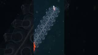 The royal siphonophore pulses through the deep [upl. by Yahsed395]