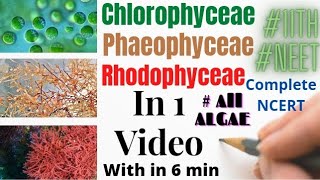 L5All ALGAE IN 1 VIDEO WITHIN 6 MINCLASS11PLANT KINGDOM checkmatescience5943 [upl. by Zysk]