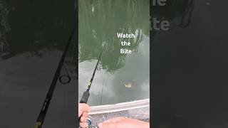 WOW This Fish ate the LURE Right at the BOAT fishing fishingvideo yellowbelly [upl. by Jabez]