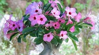 Adenium Boehmianum Schinz  Namibia Angola [upl. by Sophie]