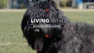 ALL ABOUT LIVING WITH BOUVIER DES FLANDRES [upl. by Yznel]