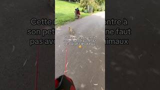 Les différentes réactions quand ils voient nos lapins en laisse 🥹lapin reaction laisse harnais [upl. by Andeee]