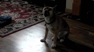 New Guinea Singing Dog Howl [upl. by Ahsiekat445]