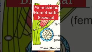 Monoecious Homothallic Bisexual biologywalesir monoecious homothallic bisexual chara [upl. by Heck]