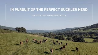 In Pursuit of the Perfect Suckler Herd  The Story of Stabiliser Cattle [upl. by Arahahs]