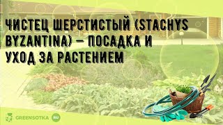 Чистец шерстистый Stachys byzantina — посадка и уход за растением [upl. by Rebekah529]