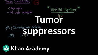 Tumor suppressors  Biomolecules  MCAT  Khan Academy [upl. by Rayna]