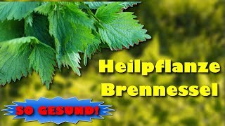 Brennnessel als Heilpflanze nutzen – mit Zubereitungstipps [upl. by Nortna]