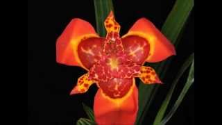 Tigridia pavonia 1080p esp [upl. by Nnylannej]