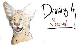 Drawing a  Ep 3 Servals [upl. by Eadas]