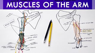 Muscles of the Arm  Origin Insertion Innervation  Anatomy Tutorial [upl. by Akcirderf]