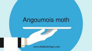 Learn how to say this word quotAngoumois Mothquot [upl. by Halley47]