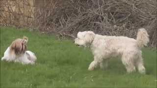 2014  IPSO  Chiot SHIH TZU 8 mois et Tchouki 8 ans Labrit des Pyrénées [upl. by Siana]