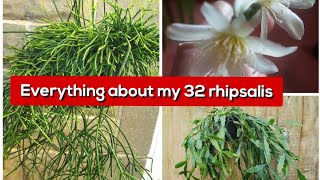 Everything about my 32 rhipsalis  Care amp Collection tour 2022  Epiphytic cactipart 1  Cacti p 2 [upl. by Matt]