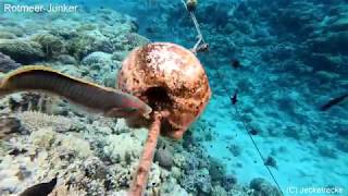 Makadi Bay  Shark  Ägypten  Egypt  Red Sea  Snorkeling  2018 [upl. by Qirat]