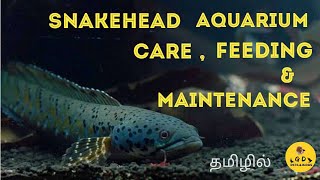 Snakehead fish care feed and maintenance  தமிழில் [upl. by Ackerman]