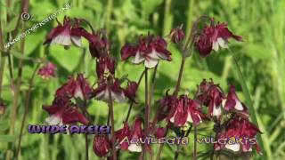 Columbine  Akelei  Aquilegia vulgaris [upl. by Acirrej]