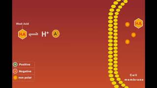 Weak Acids And Bases [upl. by Dorina216]