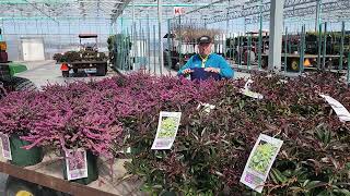 Erica Kramers Red Heath  quotLuckyquot Easy to Grow Low Shrub For VALUABLE Early Season Color [upl. by Nitnilc]