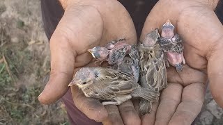 sparrow the nest  gauraiya ka ghosla  chidiya ka ghar kaise banaye  chidiya  faisal sheikh [upl. by Ashely]