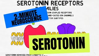 2Minute Neuroscience Serotonin [upl. by Vanderhoek]