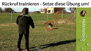 Rückruf trainieren ganz einfach ➡️ Setze diese Übung um ➡️ Praxisvideo✔️ [upl. by Harms712]