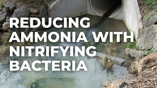 Reducing Ammonia in Wastewater Using Nitrifying Bacteria [upl. by Lytsirhc644]