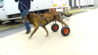 carrelli per Cani Paralizzati o Disabili [upl. by Attenhoj248]