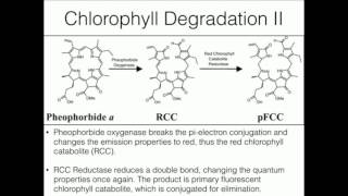 Chlorophyll Catabolism and Pheophytin Synthesis [upl. by Graniah535]