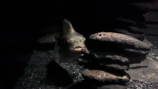 Lumpfish  the Monterey Bay Aquarium [upl. by Haianeb384]