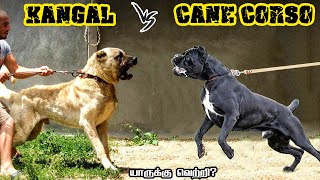 Kangal Shepherd vs Cane Corso in Tamil  டர்கிஷ் காங்கள் vs காணி கார்ஸோ savagepoint fantasybattle [upl. by Jephthah]