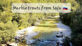 Fly Fishing in Slovenia I Soča Marble trout pair [upl. by Badger]