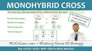 Monohybrid Cross Examples  GCSE Biology 91 [upl. by Aitsirhc]