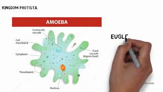 Kingdom PROTISTA classification and characteristics [upl. by Aigil]