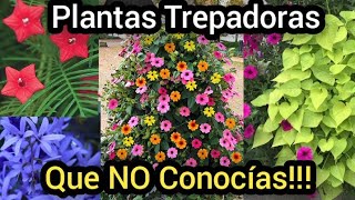 9 Plantas Enredaderas que no conocías [upl. by Ahscrop]