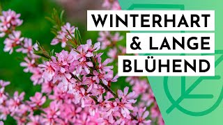 20 winterharte amp langblühende STRÄUCHER für DEINEN Garten max 2m hoch [upl. by Photima]