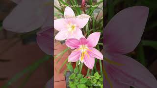 Zephyranthes Carinata Rosepink zephyr Lily or Pink Rain Lily [upl. by Nahtnahoj]