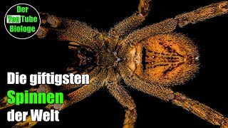 Wanderspinne Trichternetzspinne usw  Die giftigsten Spinnen der Welt [upl. by Arodnahs]