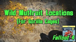 Wild Mutfruit Locations for Gorilla Cages  Fallout 4 Wasteland Workshop DLC [upl. by Nol]