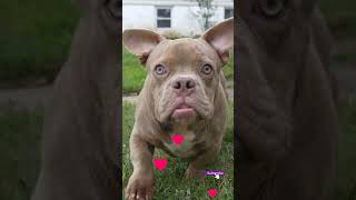 AMAZING MALE NANO AMERICAN BULLY hitsquadbullies viralshorts trendingnow [upl. by Casmey]