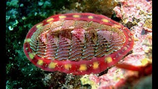 Facts The Chiton [upl. by Ahsir]