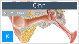 Ohr  Aufbau und Funktion Vorschau  Kenhub [upl. by Kippar]