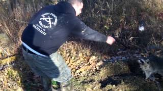 Ohio DP Coon Trapping Checking Dog Proof Trap Line [upl. by Yenahpets701]