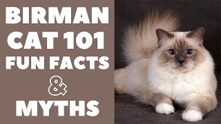 Birman Cats 101  Fun Facts amp Myths [upl. by Converse]