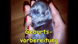 Geburtsvorbereitung für Welpengeburt  Hundegeburt  VLOG GoPro [upl. by Sicard]